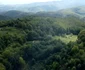 Pădurea de castani, Ghelari Foto Daniel Guță (21) JPG