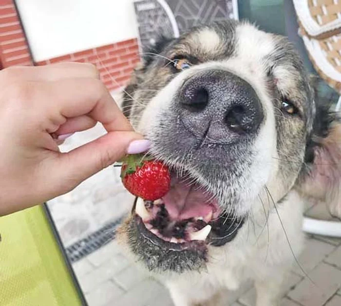 Sunny a fost adoptat de o familie din Piteşti