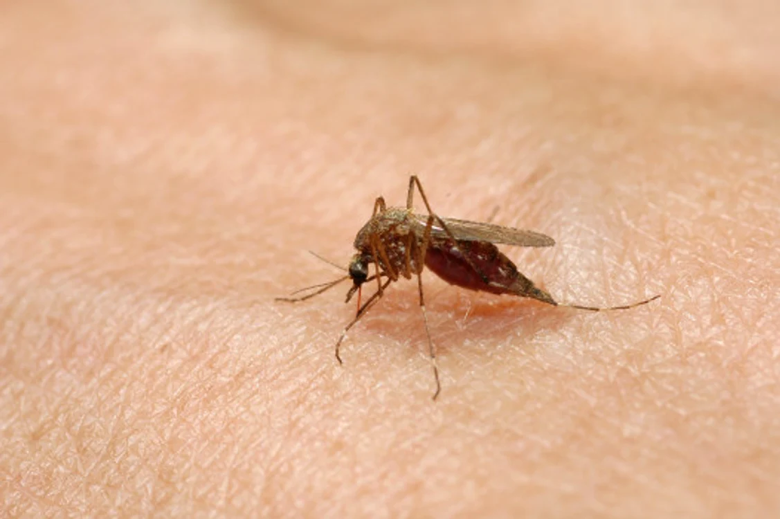 
    Virusul West Nile este transmis de mușcătura țânțarilor   