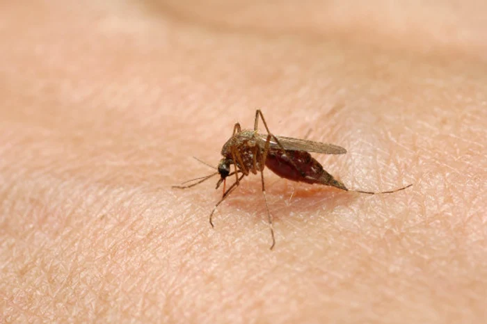 
    Virusul West Nile este transmis de mușcătura țânțarilor   