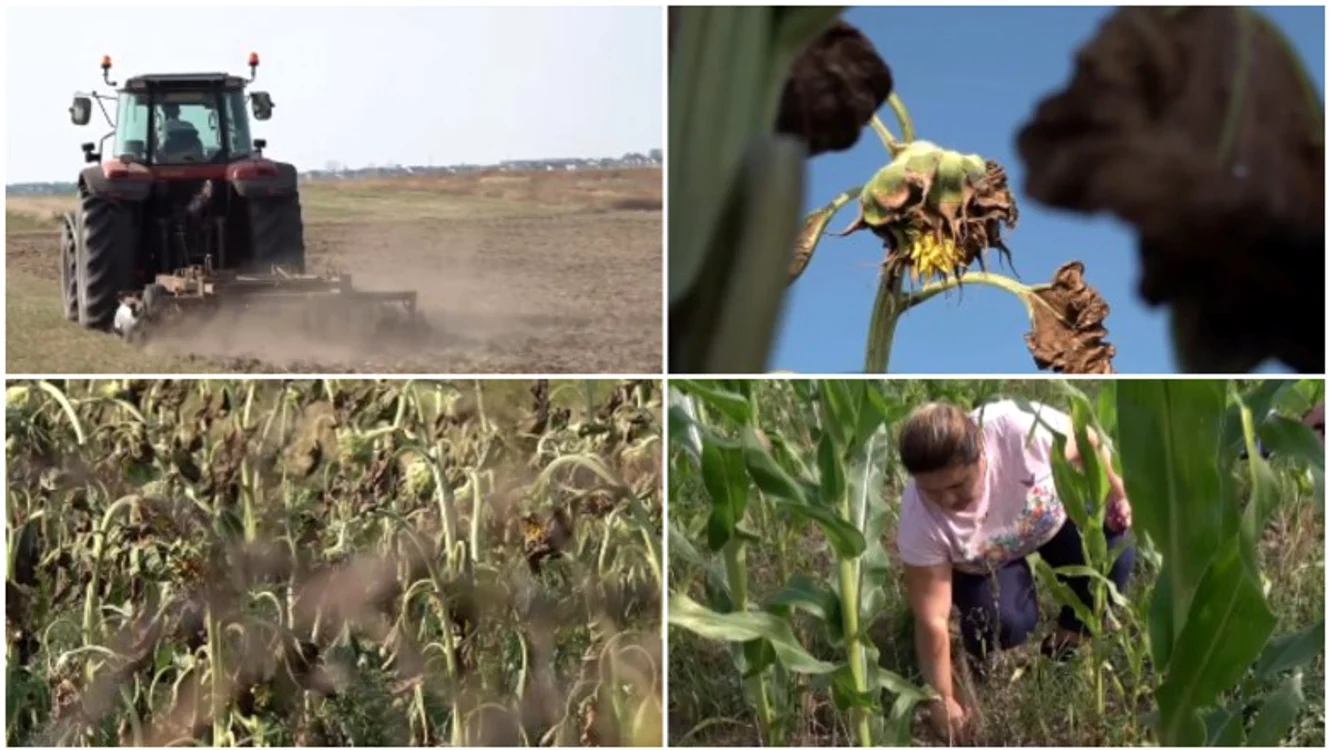 Sute de hectare de porumb și floarea-soarelui sunt compromise