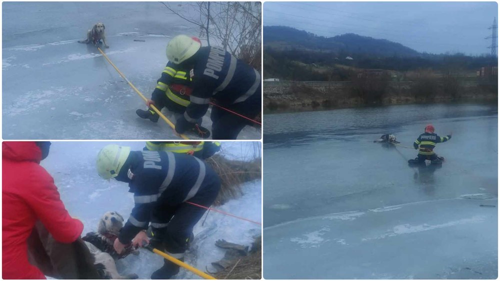 Scene emoționante pe malul unui râu din Hunedoara: un câine a fost salvat din apele înghețate