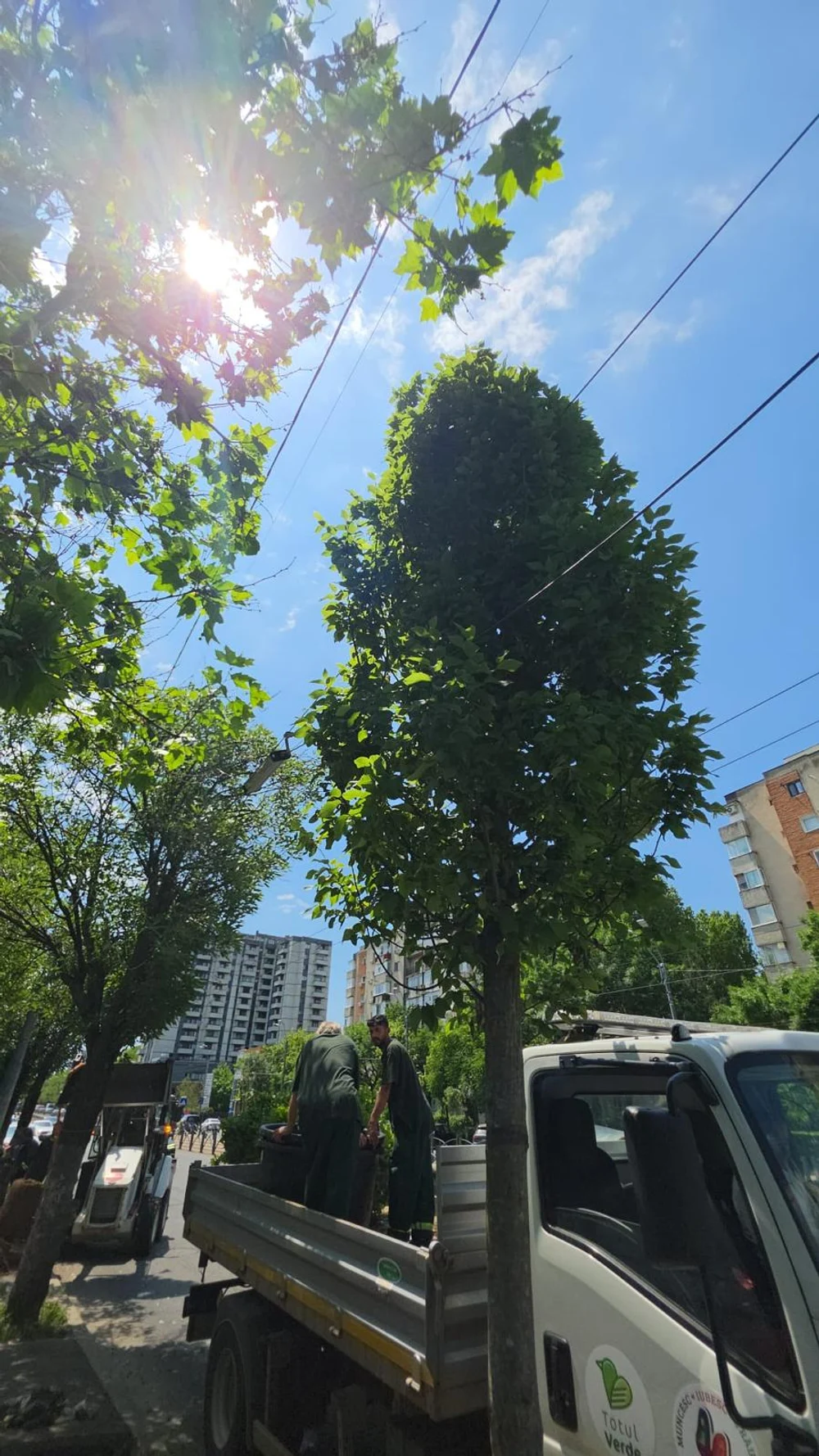 Calea Văcărești intră în transformare: vor fi plantați sute de arbori și se anuță lucrări de modernizare