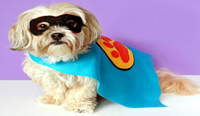 Câinele Supererou jpeg