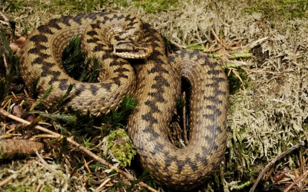 Vipera berus este cel mai răspândit şarpe veninos din România FOTO ro.wikipedia.org
