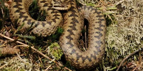 vipera berus foto wikipedia