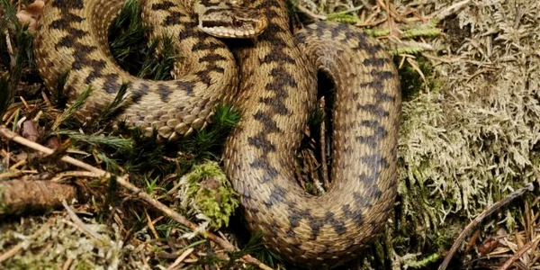 vipera berus foto wikipedia