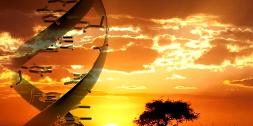 Un studiu zdruncină teoria care afirmă că oamenii provin dintr-o singură regiune din Africa