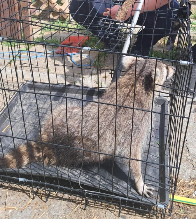 Ratonul a fost coborât în siguranţă.  FOTO: IJJ Constanţa