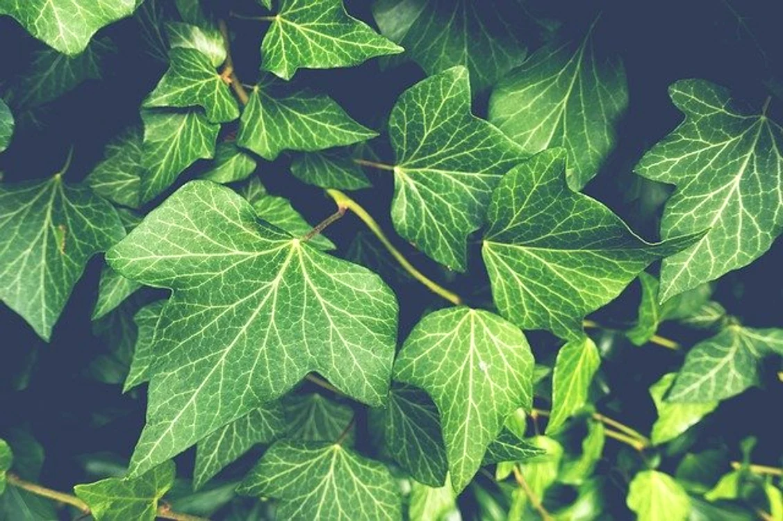 
    Iedera nu este doar o plantă decorativă, ci poate deveni și leacfoto: pixabay.com  