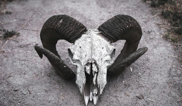 pexels timmoor 6564312 1 webp