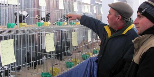 Dragoş Costică a adus 12 porumbei la expoziţie