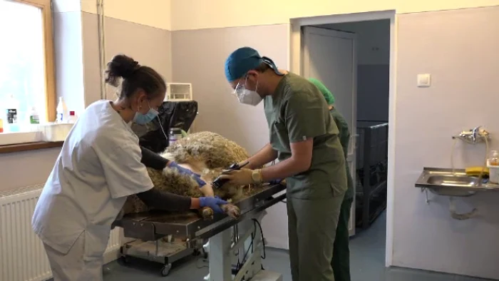 
    Ventilatorul a funcționat perfect în cazul oii „Prințesa”foto: PRO TV  