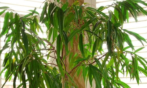 ficus  0 jpeg