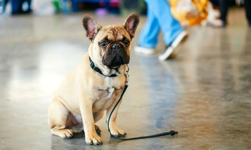 1 80173 original jpg jpeg