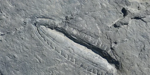 Fosile Sursa foto www = eurekalert org png