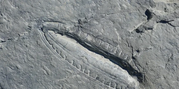 Fosile Sursa foto www = eurekalert org png