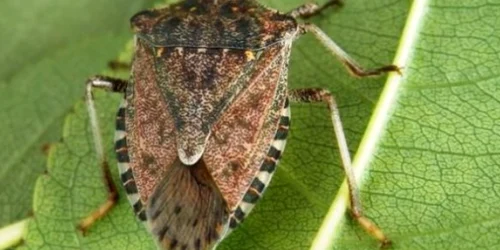 Ploșnița de cereale png