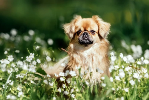 Spaniel Tibetan jpg