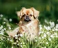 Spaniel Tibetan jpg