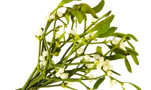 ajutoare din natura jpeg