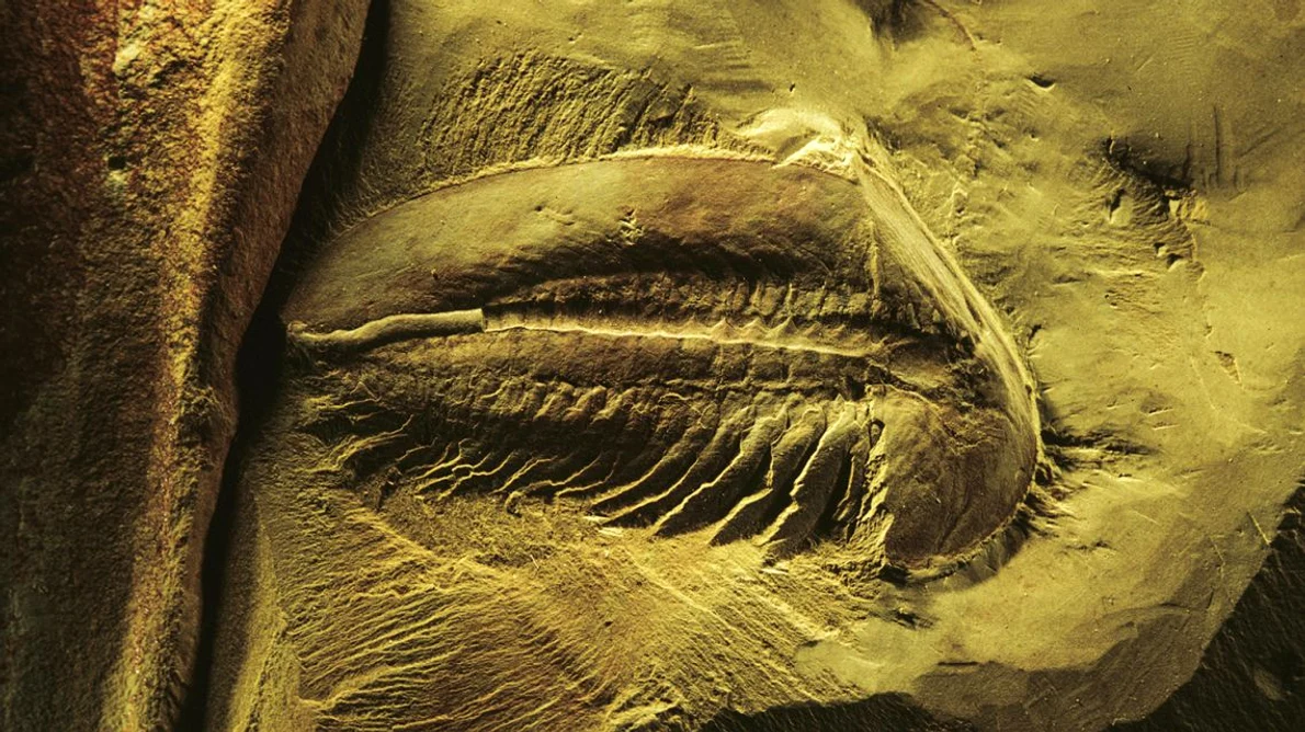 Un tezaur de fosile de peste 500 de milioane de ani, descoperit în China jpeg