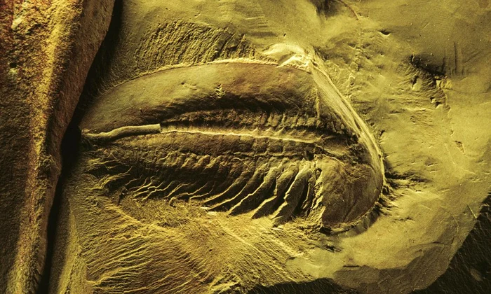 Un tezaur de fosile de peste 500 de milioane de ani, descoperit în China jpeg