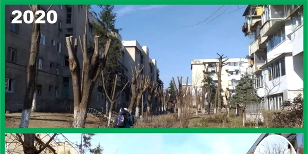 Toaletări abuzive ale arborilor din spaţiul public la Râmnicu Vâlcea Foto Mircia Gutău