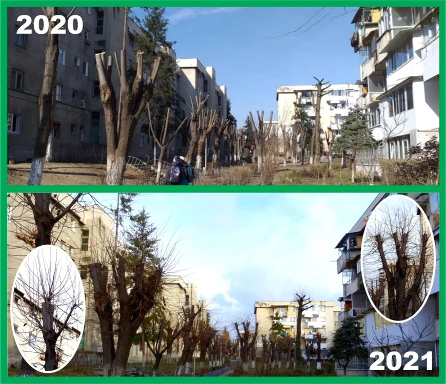 Toaletări abuzive ale arborilor la Râmnicu Vâlcea Foto Mircia Gutău