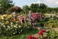 Eutopia Gardens cea mai mare gradina trandafiri 01 foto Eutopia Gardens jpg