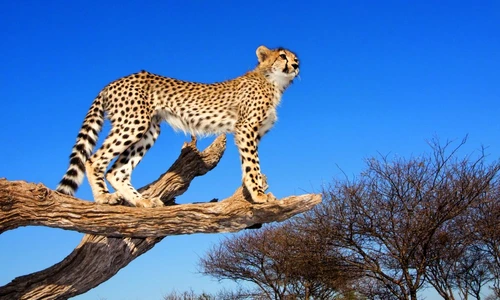 1 61725 original jpg jpeg