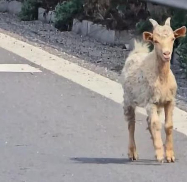 Turmă de iezi, la promenadă pe autostrada A1. Circulaţia rutieră a fost blocată