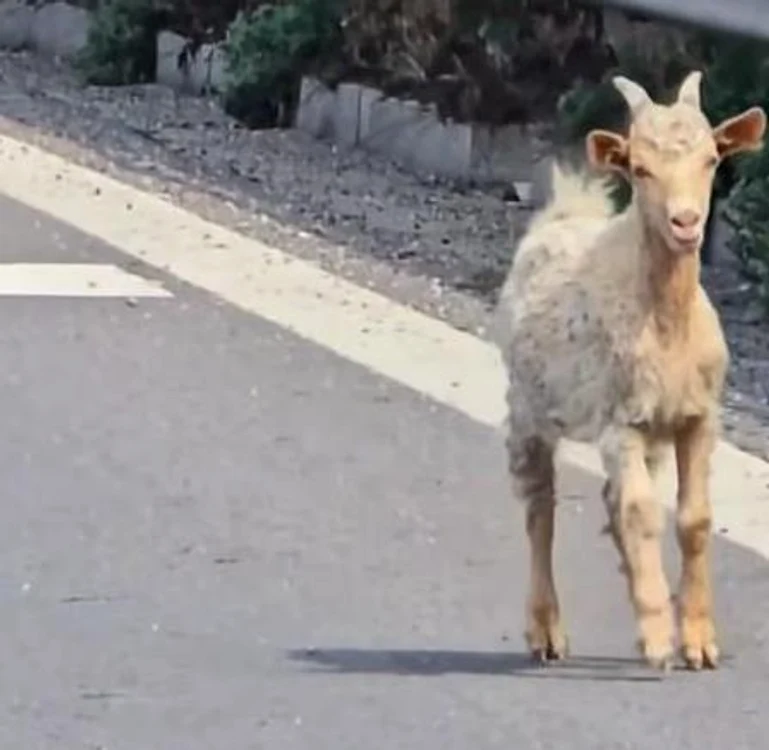 Iezii au pătruns pe autostradă FOTO: captură video
