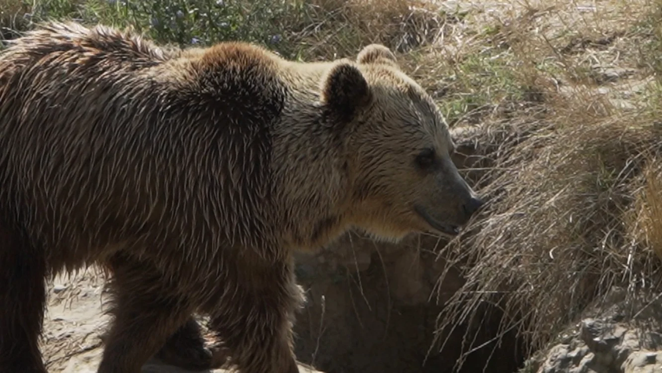 Urşi ZOO Târgovişte. FOTO: CS.