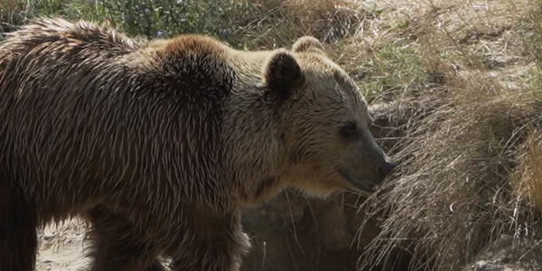 Urşi ZOO Târgovişte. FOTO