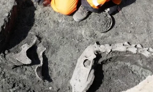 Pe străzile Timişoarei de acum 500 de ani treceau cămile jpeg