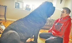 24 glob 8 caters worlds biggest puppy weight 12 stone 09 1024x869 jpeg