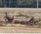 Locul stejarului oastei lui Tudor Vladimirescu din Măciuca - Vâlcea Foto captură video
