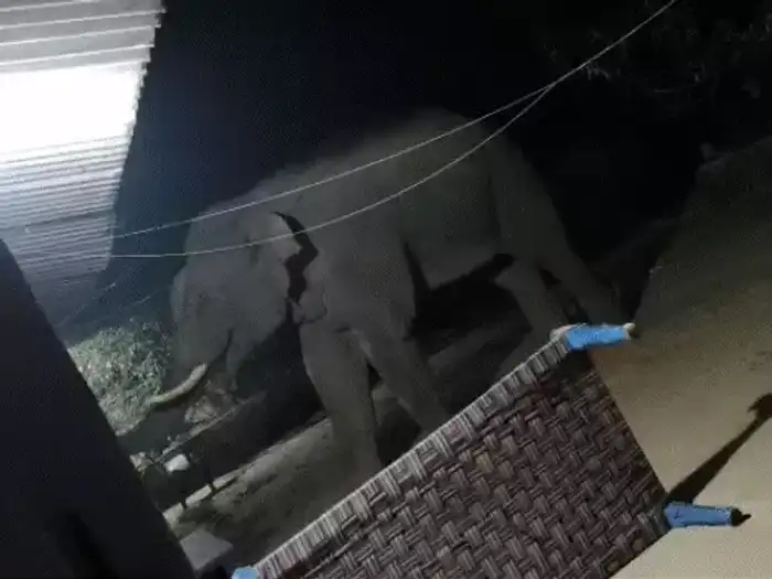 Teroare în estul Indiei. Un elefant sălbatic a ucis 20 de persoane în nouă zile. „Este o situație fără precedent”