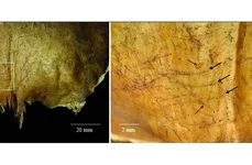 Interiorul craniului „Individului 1” prezintă urme de tăieturi, posibil făcute în timpul extragerii creierului (© Castells Navarro et al. / Antiquity Publications Ltd.)