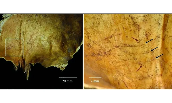Interiorul craniului „Individului 1” prezintă urme de tăieturi, posibil făcute în timpul extragerii creierului (© Castells Navarro et al. / Antiquity Publications Ltd.)