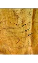 Interiorul craniului „Individului 1” prezintă urme de tăieturi, posibil făcute în timpul extragerii creierului (© Castells Navarro et al. / Antiquity Publications Ltd.)