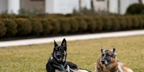 Cainii lui Biden Champ si Major FOTO People