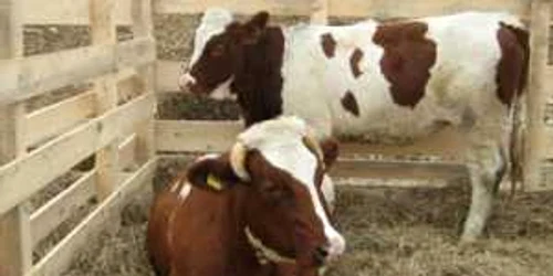 Se dau subvenţiile pentru ovine şi caprine