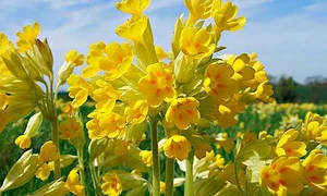 ciubotica cucului jpeg