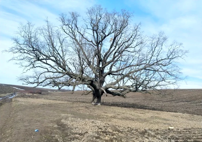 Foto: Primăria Valea Mărului