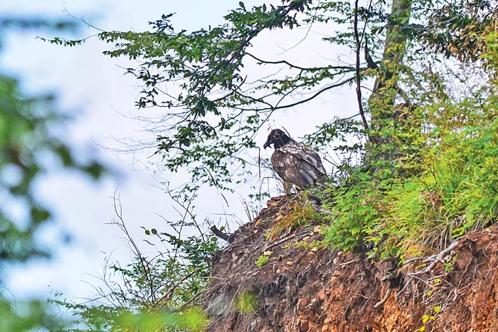 Biologii l-au fotografiat la câteva minute după ce luase masa