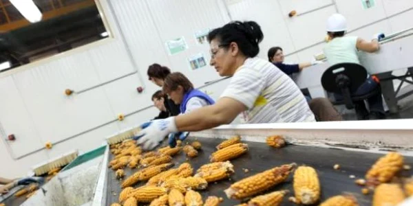 Preţurile cerealelor au crescut pe fondul secetei.