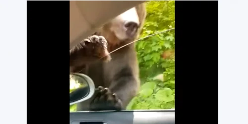 Un urs a vrut sa intre în maşina unor turişti din Sinaia