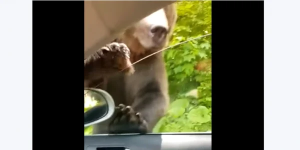 Un urs a vrut sa intre în maşina unor turişti din Sinaia